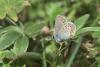 Plebejus idas